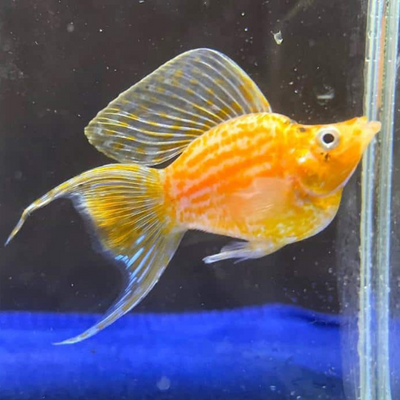 Golden Molly Balloon Lyretail - 2.5cm