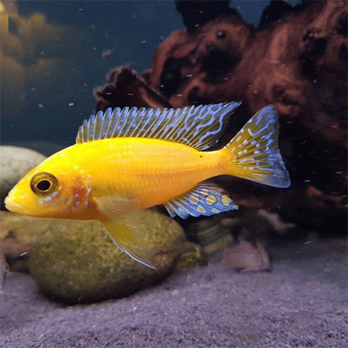 Golden Peacock Cichlid - 4"
