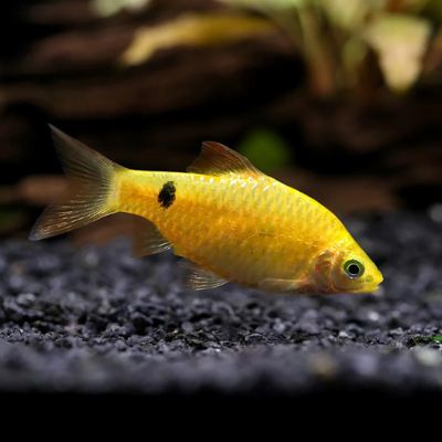 Golden Rosy Barb - L