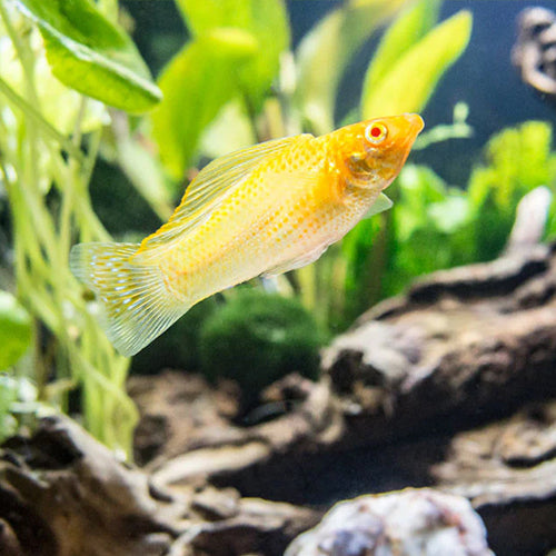 Golden Velifera Molly