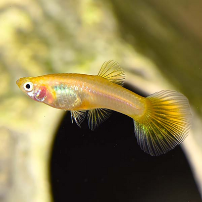 Golden Yellow Guppy