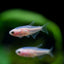 Golden Blue Emperor - 2.5cm