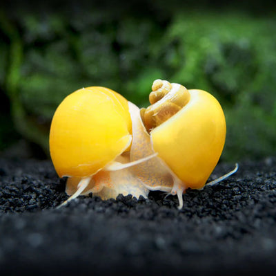 Mystery Snails (Mixed Color)