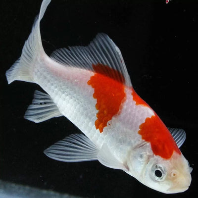 Goldfish Red & White Comet - 4cm