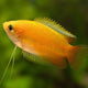 Gourami Honey