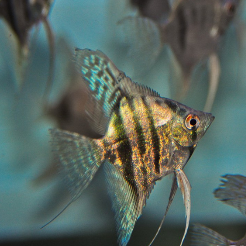 Black Avatar Angelfish - 3cm