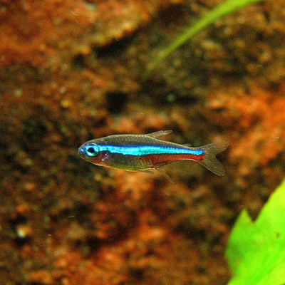 Green Neon Tetra - 2cm