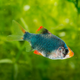 Green Tiger Barb - L