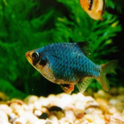Green Tiger Barb Balloon - 2cm