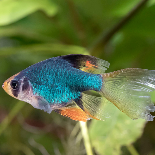 Green Tiger Barb Longfin - 2.5cm
