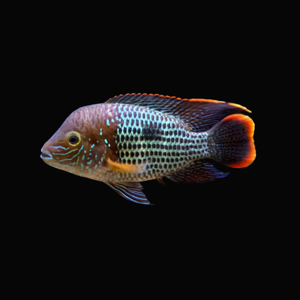 Green Terror Cichlid - 8-9cm