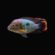 Green Terror Cichlid