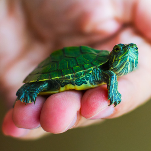 Green Turtle - 4cm