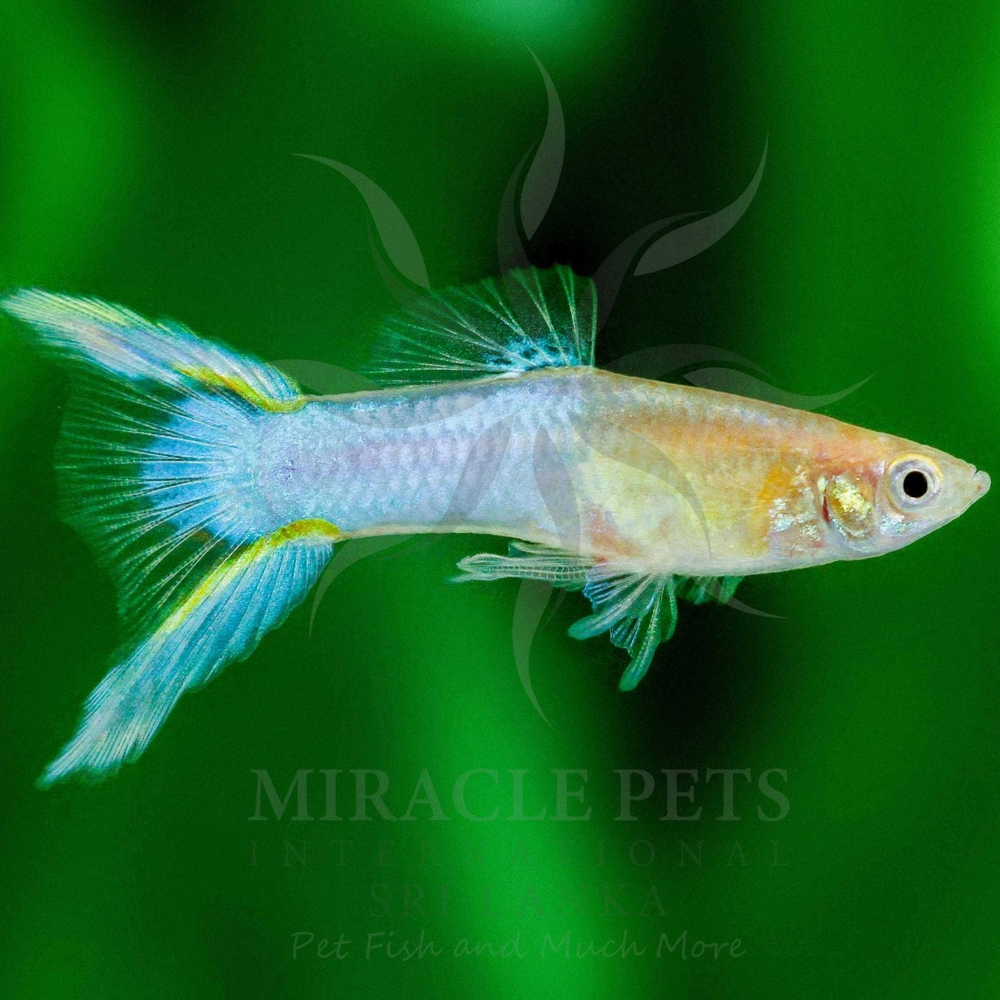 Guppy Golden Blue Lyretail