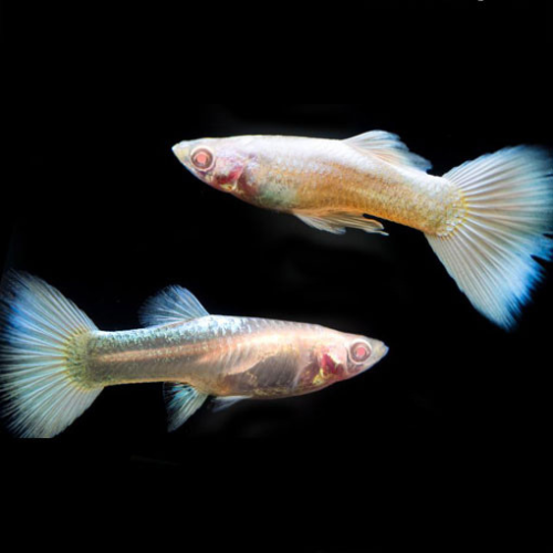 Guppy Albino Full Platinum - 3cm