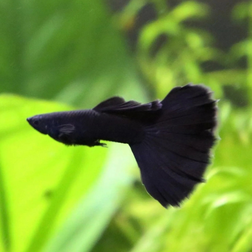 Black Moscow Guppy - 3cm