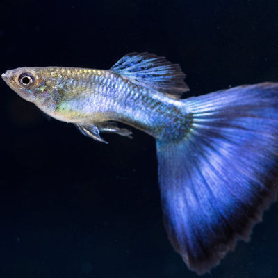 Guppy Blue Butterfly - L