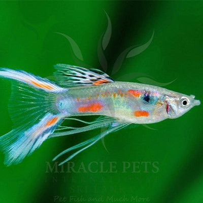 Guppy Butterfly Lyretail Ribbon