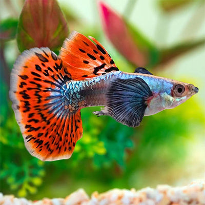 Guppy Dumbo Mosaic