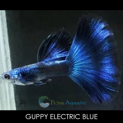 Guppy Electric Blue