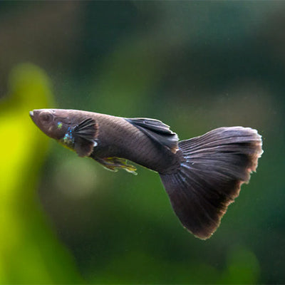 Guppy Full Black