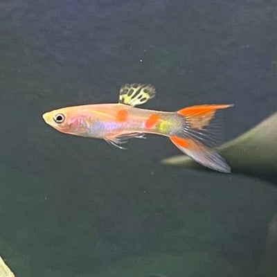Guppy Golden Calico Lyretail