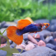 Guppy Koi Tuxedo - L