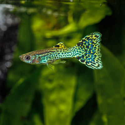 Guppy Miracle Green Cobra
