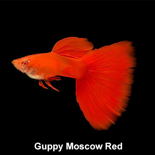 Guppy Moscow Red - L