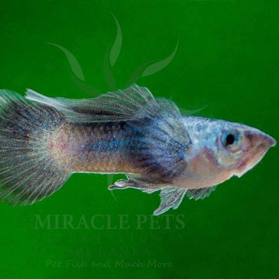 Guppy Panda Elephant Ear - L