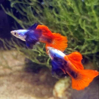 Guppy Platinum Red Elephant Ear - L