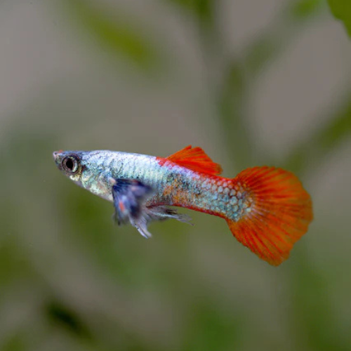 Guppy Platinum Red Tail Big Ear - 3cm