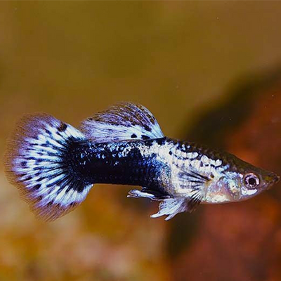 Guppy Purple Batik - L