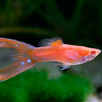 Guppy Red Lyretail - L