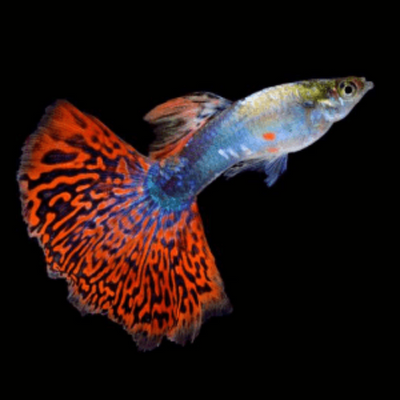 Guppy Red Mosaic
