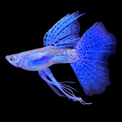 Guppy Ribbon Blue Fin - L