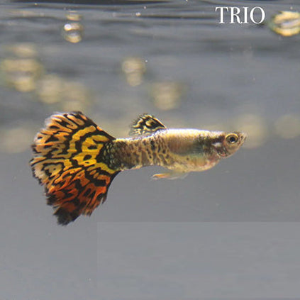 Guppy Tigers Half Moon - L