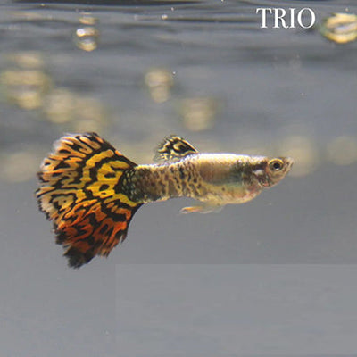 Guppy Tigers Half Moon - L