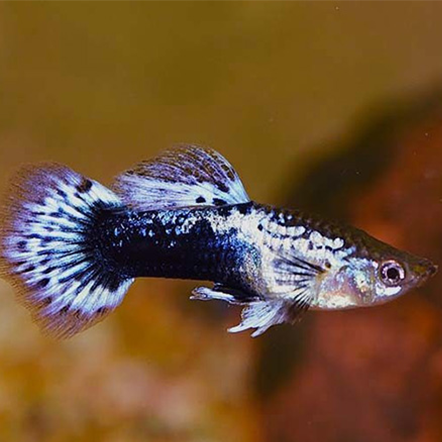 Guppy White Tuxedo - L