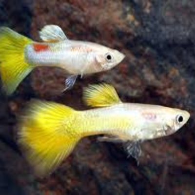 Guppy Yellow Micariff - 3cm