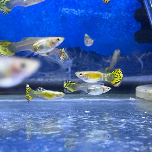 Guppy Yellow Tiger - 3cm