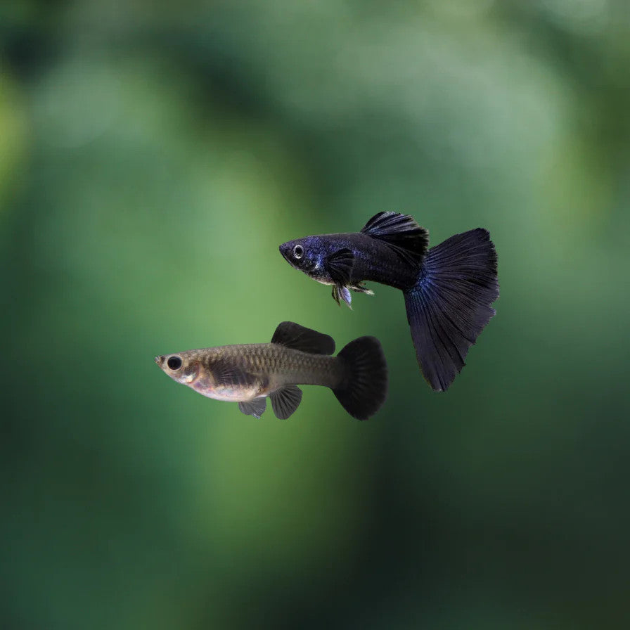 Black Moscow Guppy - 3cm