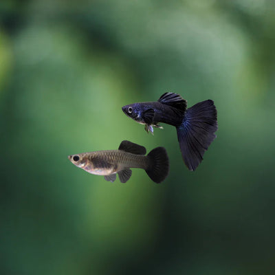 Black Moscow Guppy - 3cm