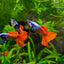Guppy Platinum Red Tail Big Ear - 3cm