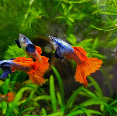 Guppy Platinum Red Tail Big Ear - 3cm