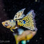 Guppy Yellow Tiger - 3cm