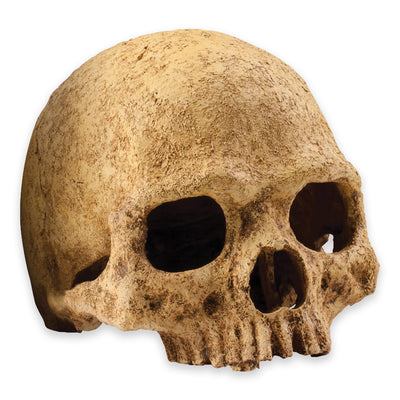 Exo Terra Primate Skull – Terrarium Decoration