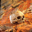 Exo Terra Primate Skull – Terrarium Decoration
