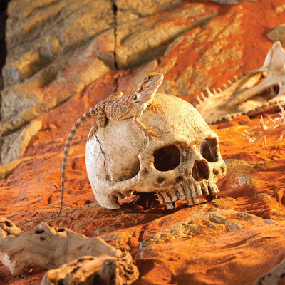 Exo Terra Primate Skull – Terrarium Decoration
