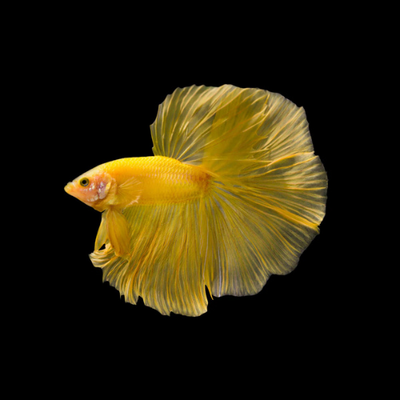 Betta HM Yellow